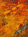 Where Nature Meets Nature 2, 2026, Acrylic on canvas , 80 x 60 cm Where Nature Meets Nature 2, 2026, Acrylic on canvas , 80 x 60 cm
